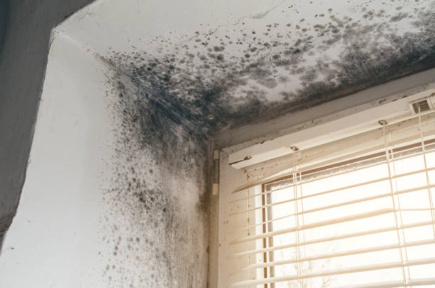 Trusted Attic Mold Removal service in Washington Crossing, PA - Cheap Mold Removal